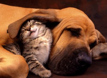 Cat & Dog Pic - funnycatpicture03
