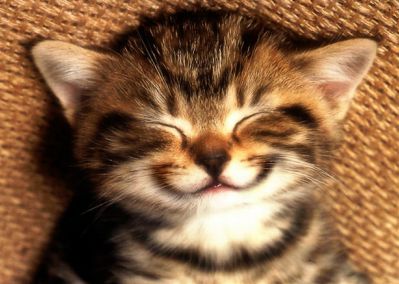 Cat Pic smile
